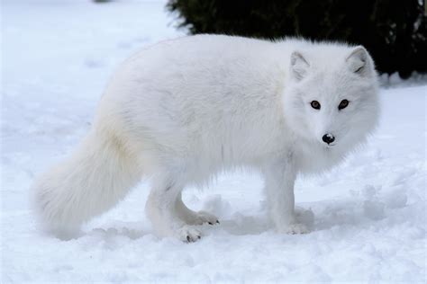 white fox